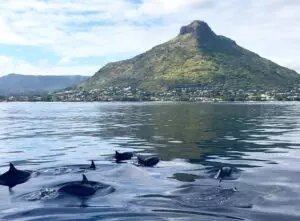 Dolphins - West Coast | Côte Ouest