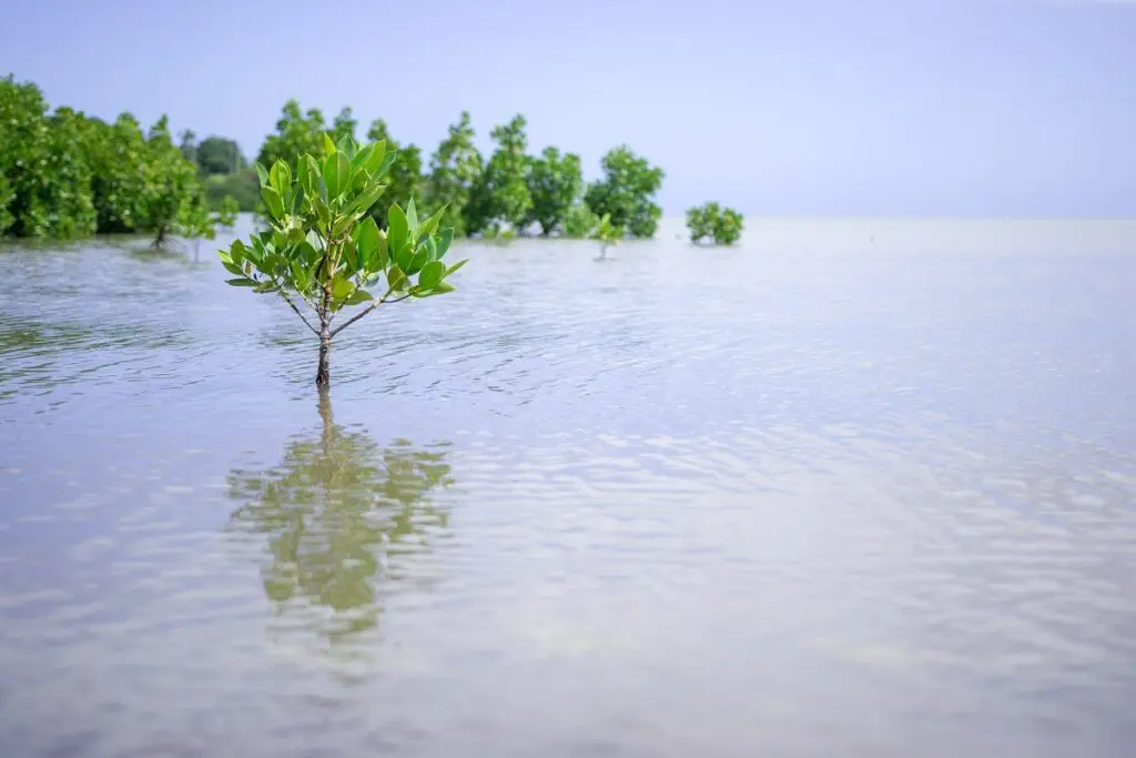 Mangrove - West Coast Mauritius Mangrove - West Coast Mauritius