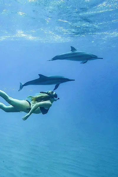 Diving with Dolphins in Mauritius