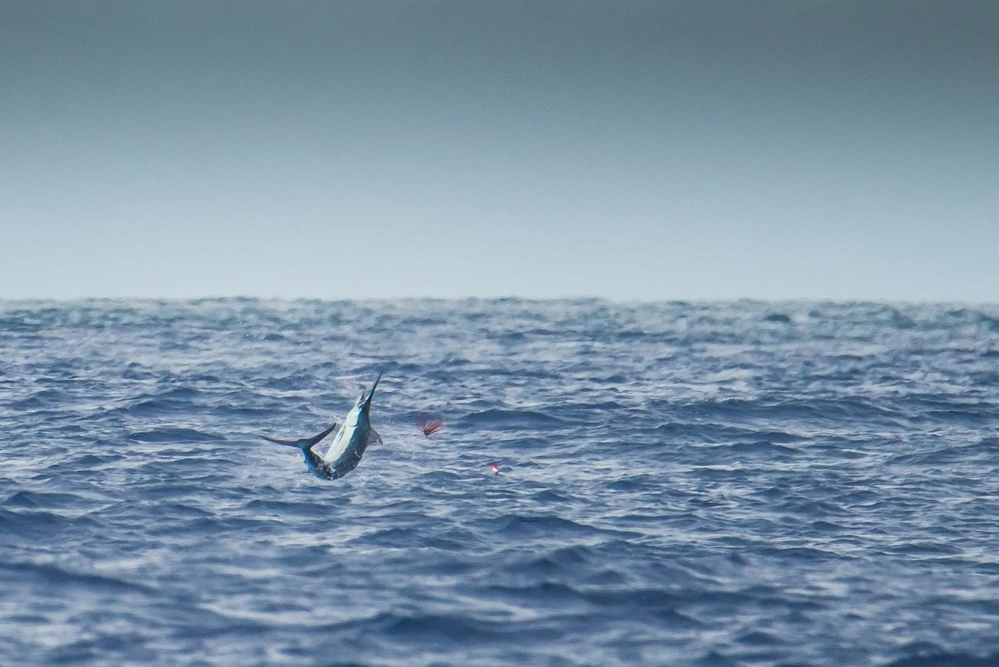 Mauritius Billfish Release International Tournament_6 Mauritius Billfish Release International Tournament_6